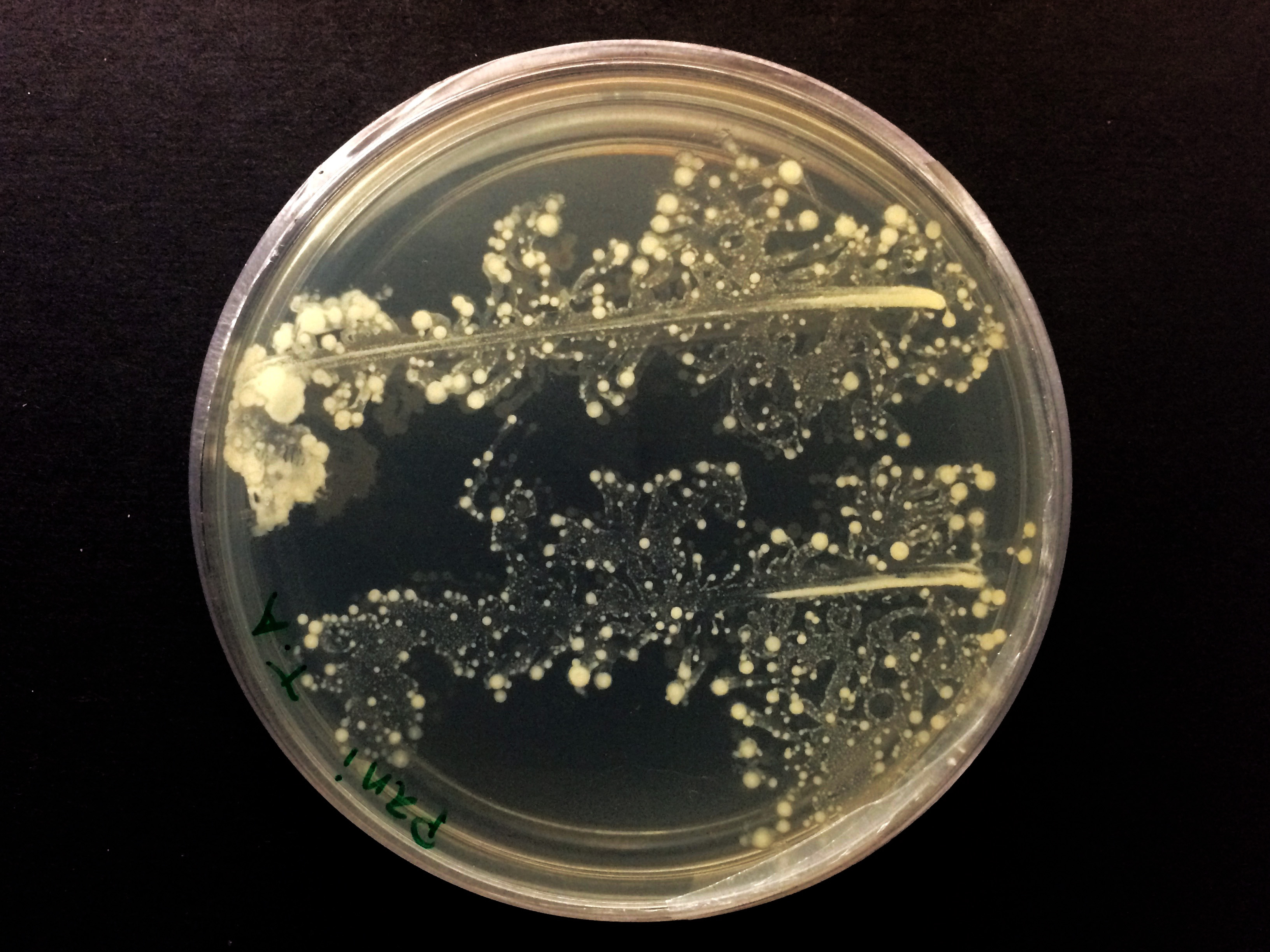 Культивирование клеток человека на питательных средах. Штамм Bacillus subtilis колония. Bacillus mycoides. Bacillus subtilis колония. Paenibacillus polymyxa.